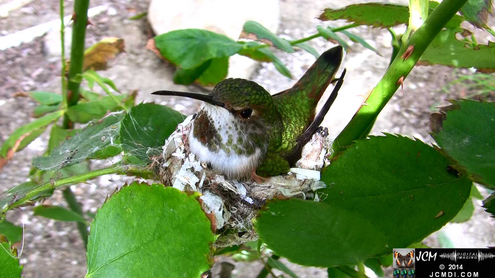 Allens Hummingbird on nest with sunspots 1